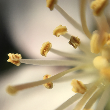 flowers1