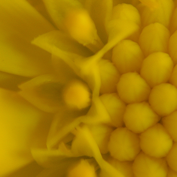 flowers1