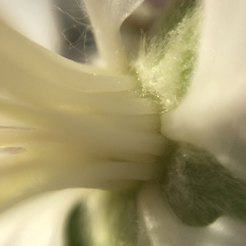 flowers1