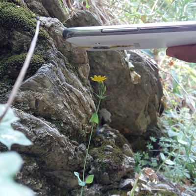 flowers1