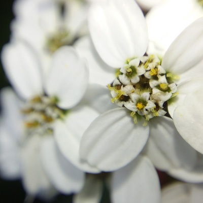 flowers1