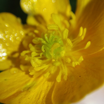 flowers1