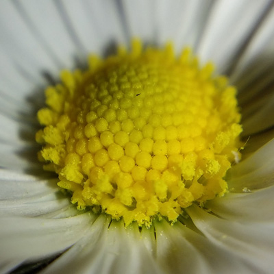 flowers1